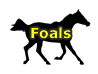 Foals