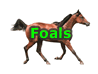 Foals